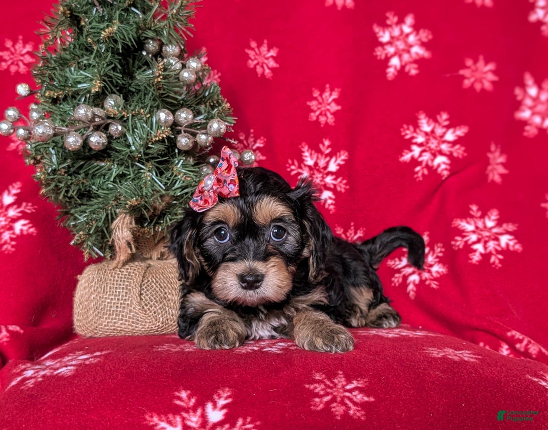 Havapoo dogs for sale: Cali Ready for Christmas!!! - Ad 5