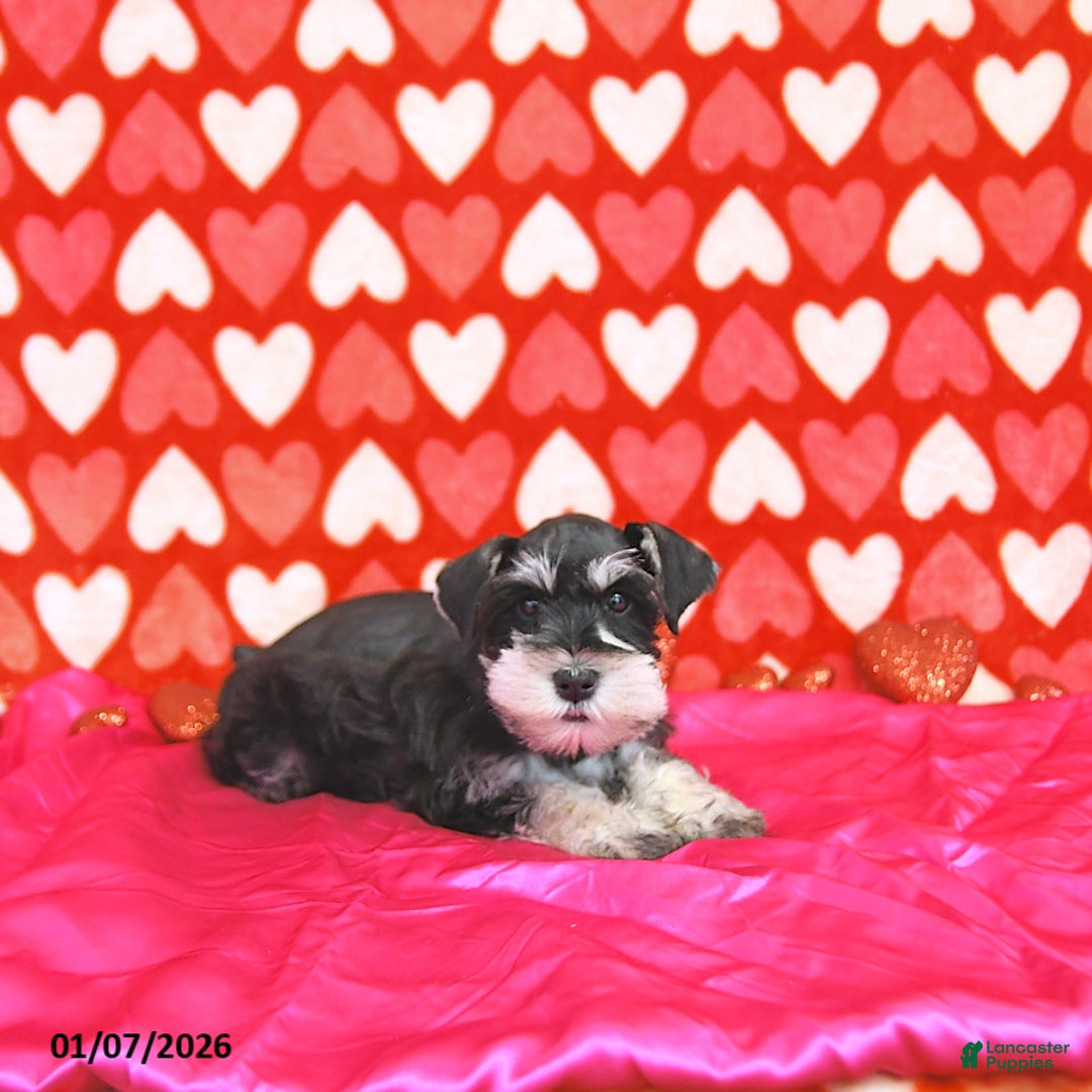 Miniature Schnauzer dogs for sale: Brad  - Ad 5