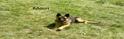 German Shepherd dogs for sale: Magnum - Ad 7
