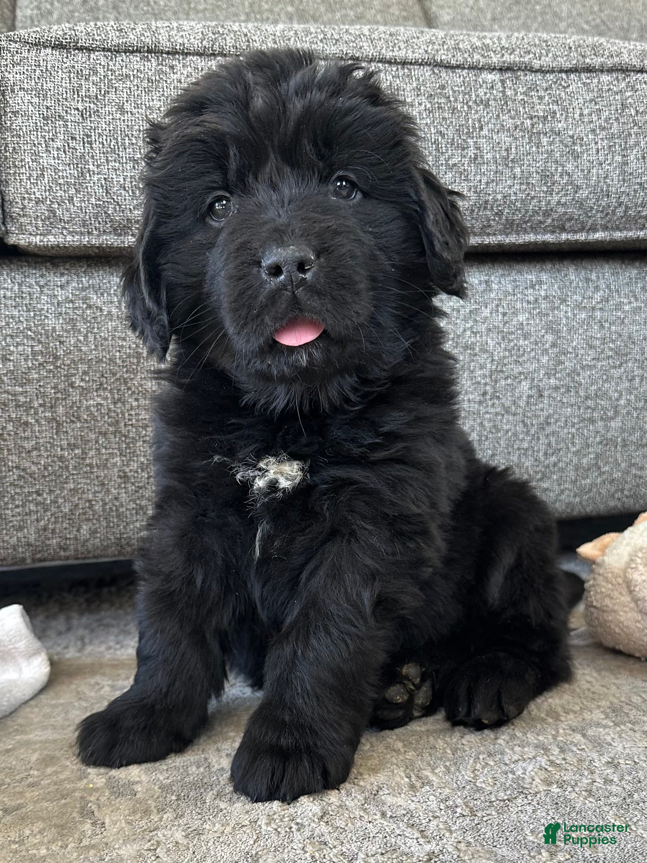Newfoundland dogs AKC,OFA,CH, “ Lillie”  - Ad 2