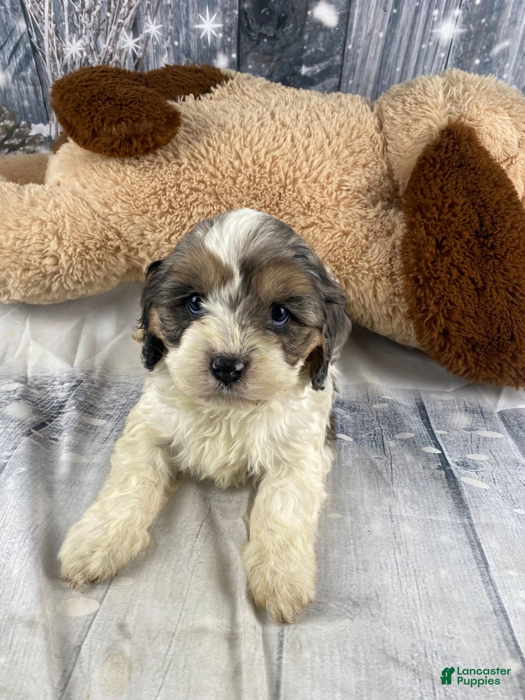 Cavapoo dogs for sale: Jessica - Ad 2