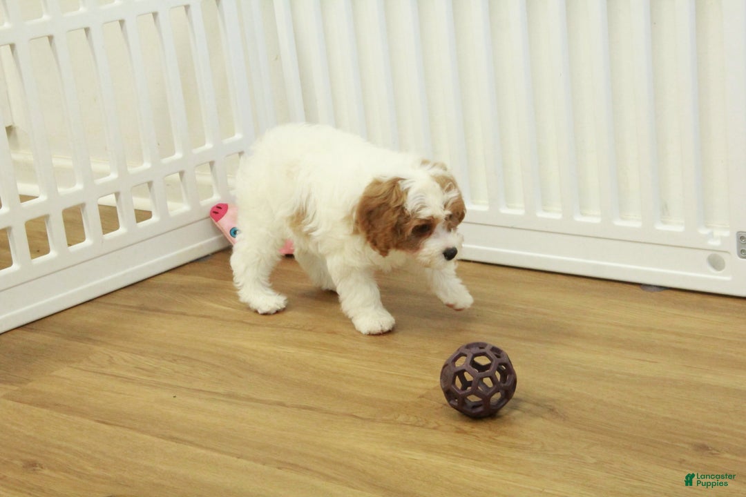 Cavapoo dogs for sale: Maggie - Ad 3