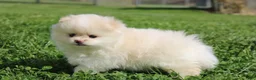 Pomeranian dogs for sale: Lola - Ad 4