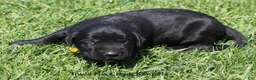 Mixed Breed dogs for sale: Bella - Ad 5