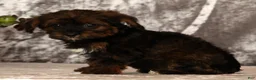 Yorkiepoo dogs for sale: Unity - Ad 3