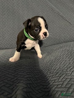 Boston Terrier dogs for sale: Holly - Ad 3