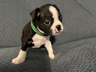 Boston Terrier dogs Holly - Ad 21