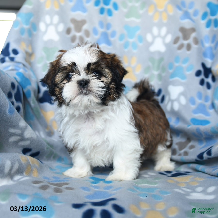 Shih Tzu dogs Teddy - Ad 1