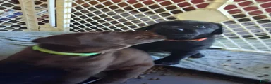 Orange Collar Male
