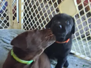 Labrador Retriever dogs Orange Collar Male - Ad 39