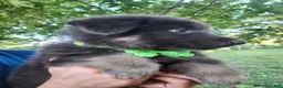 German Shepherd dogs for sale: Omelette  - Ad 10