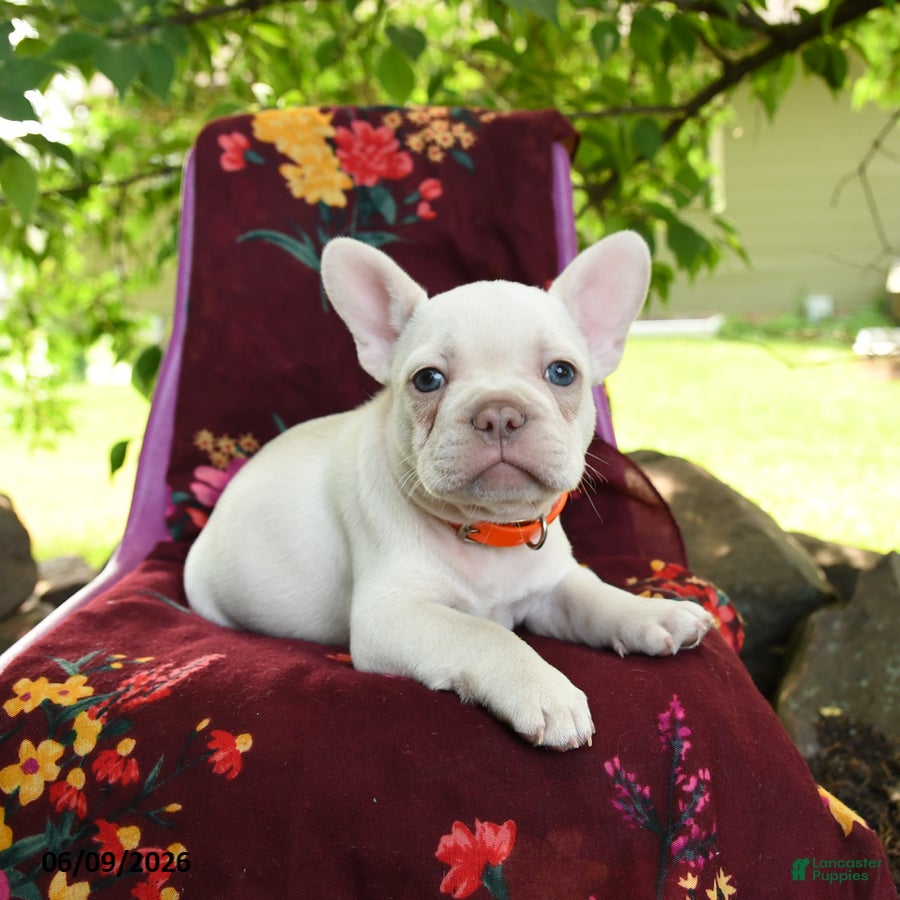French Bulldog dogs Luna  - Ad 2