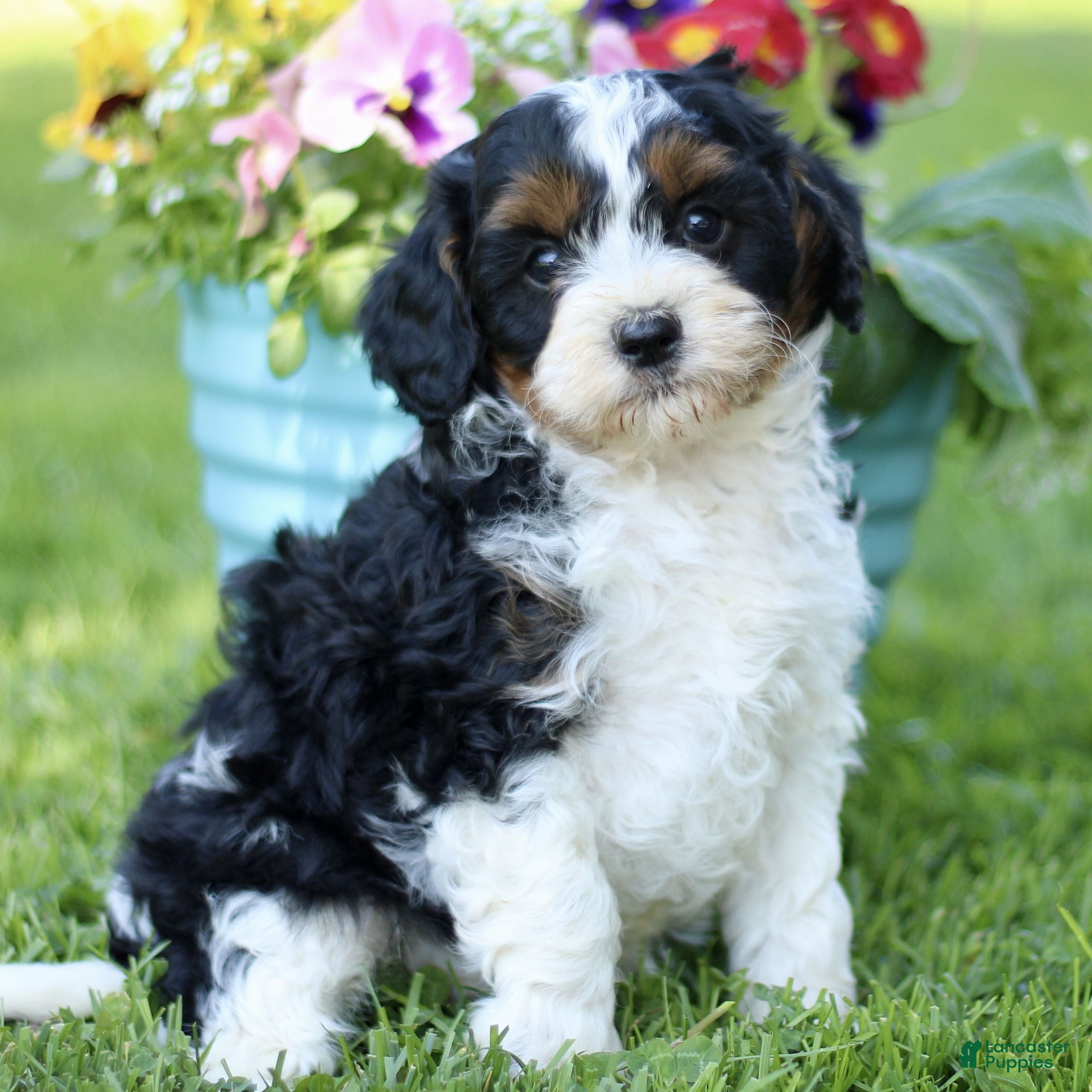 Cavapoo dogs Lavern  - Ad 2