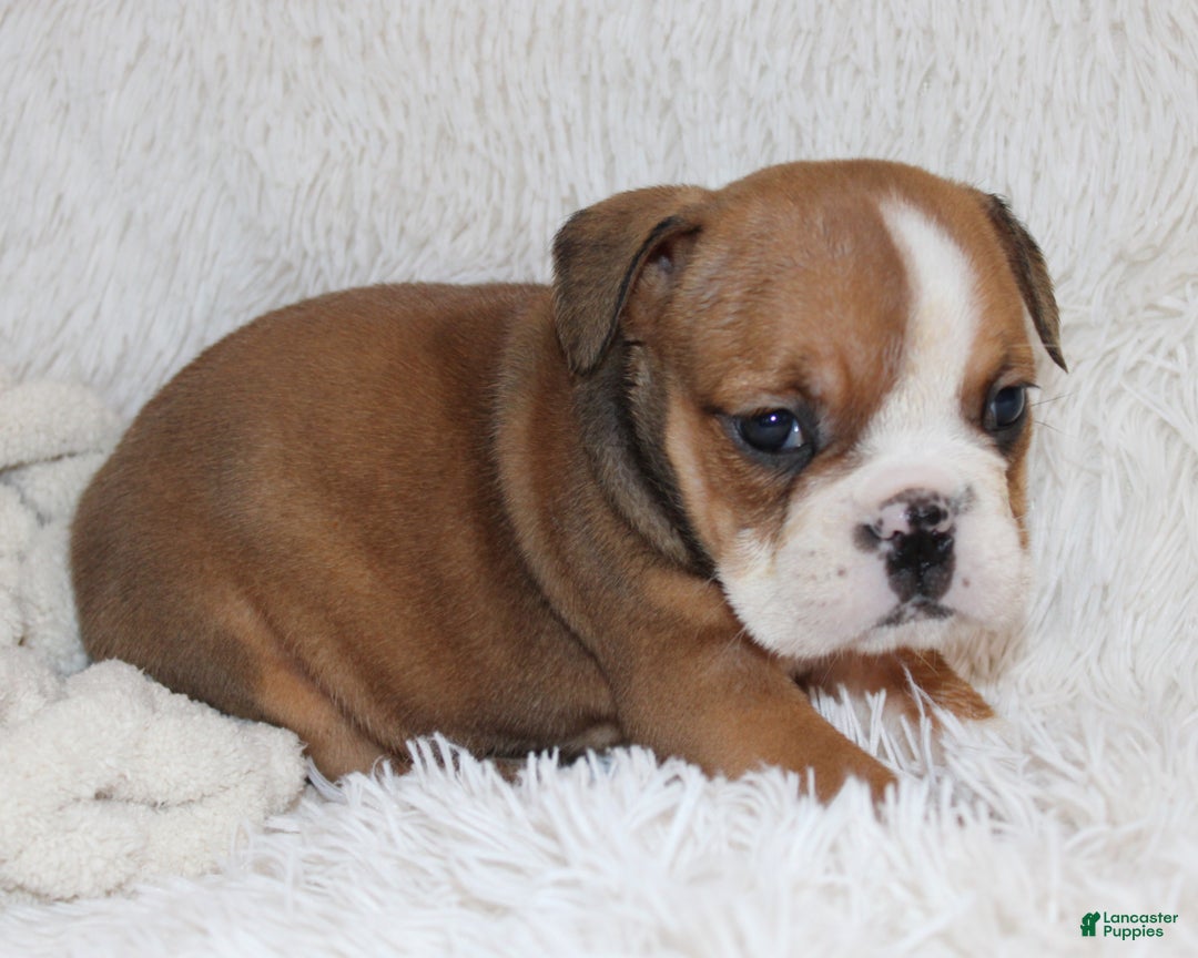 English Bulldog dogs for sale: Paige - Ad 5
