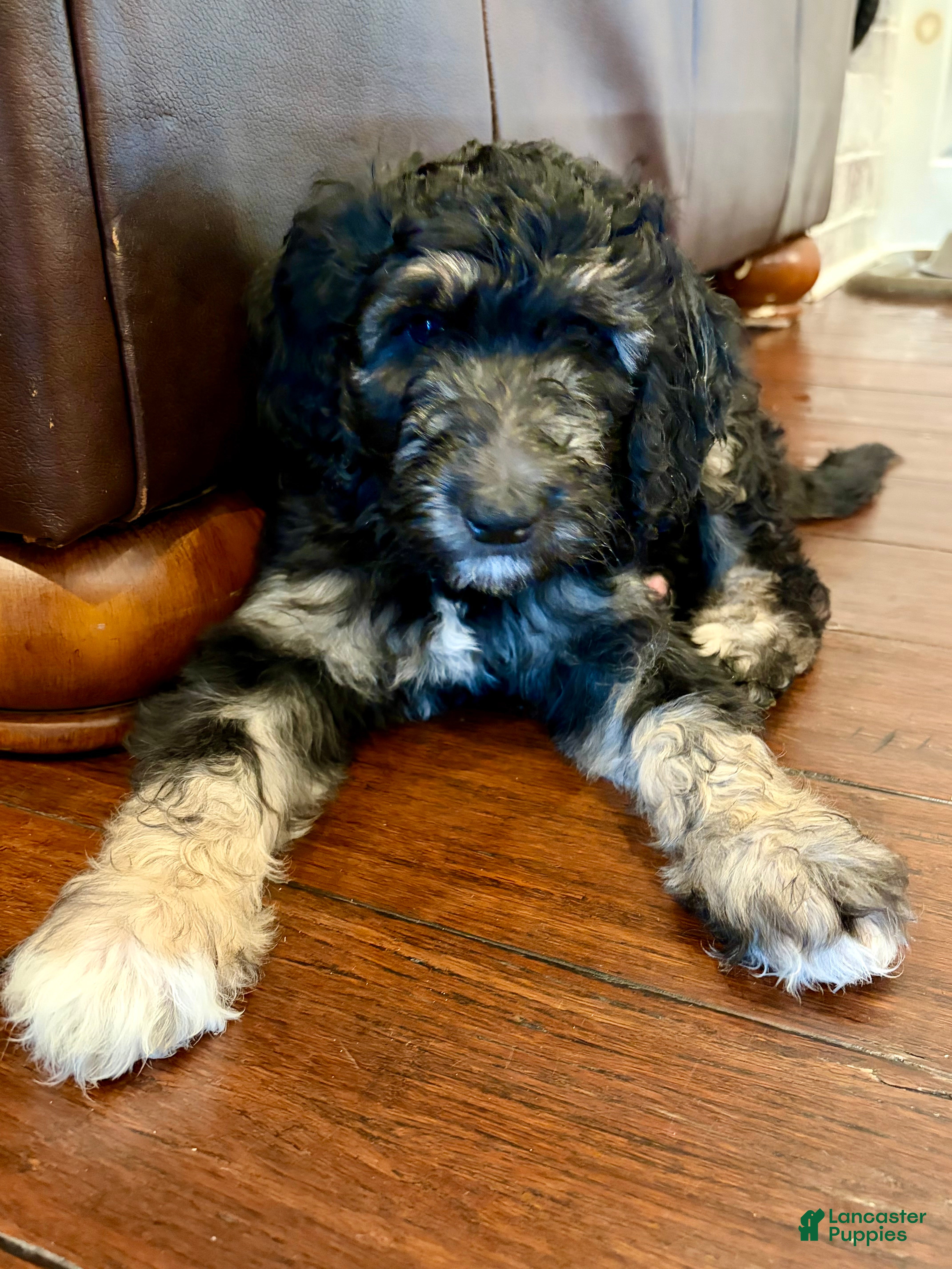 Double Doodle dogs Georgie - Ad 2