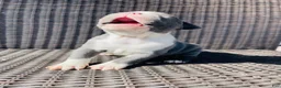 Boston Terrier dogs for sale: Boston Terrier 1 - Ad 4