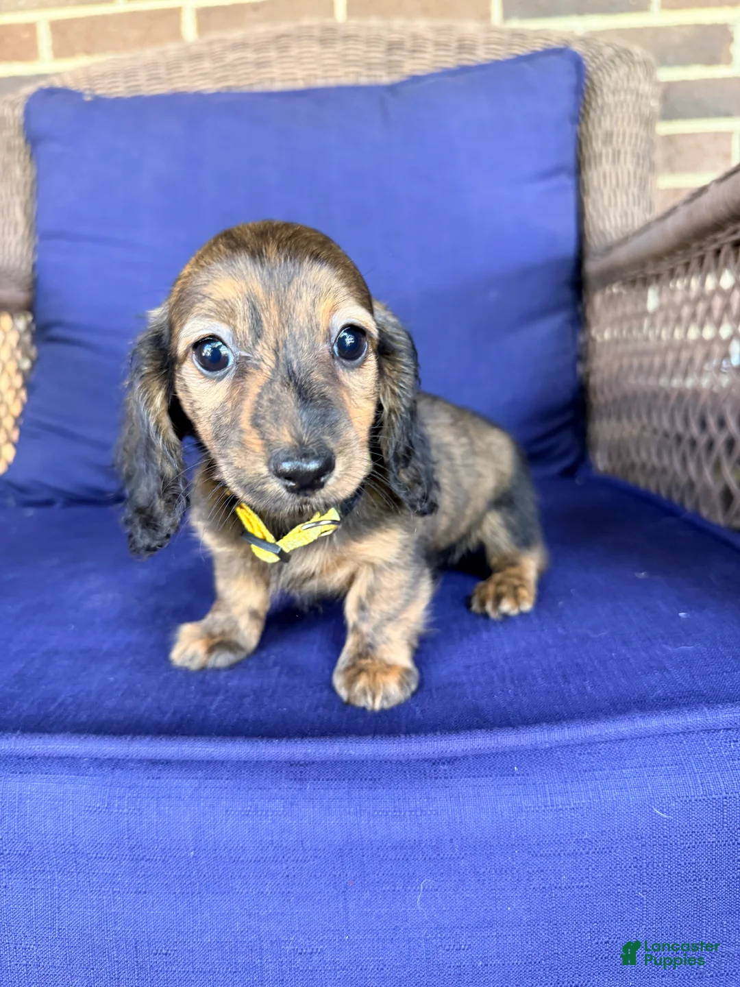 Miniature Dachshund dogs for sale: Maisy - Ad 1