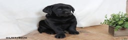 Labrador Retriever dogs for sale: Pumpkin - Ad 2