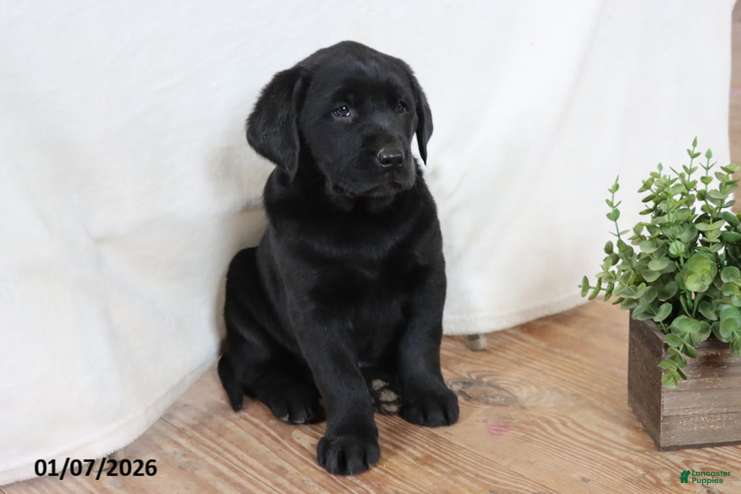 Labrador Retriever dogs for sale: Pumpkin - Ad 2