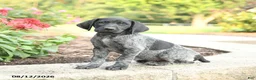 German Shorthaired Pointer dogs for sale: Abner - Ad 1
