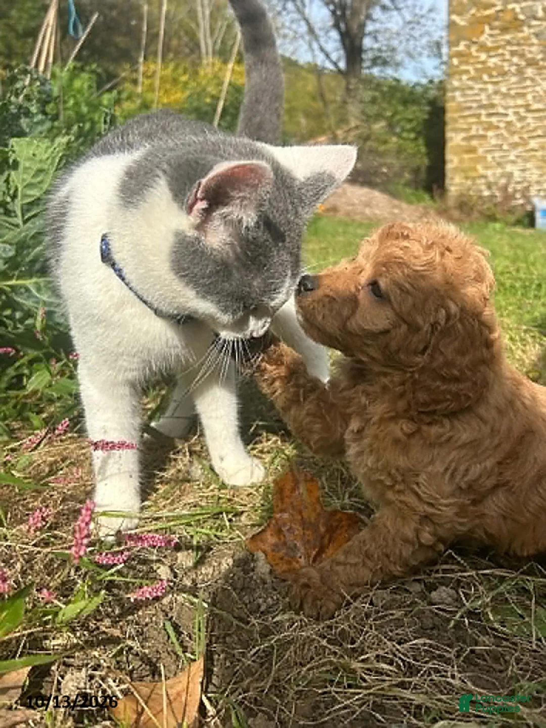Cockapoo dogs for sale: Bean - Ad 5