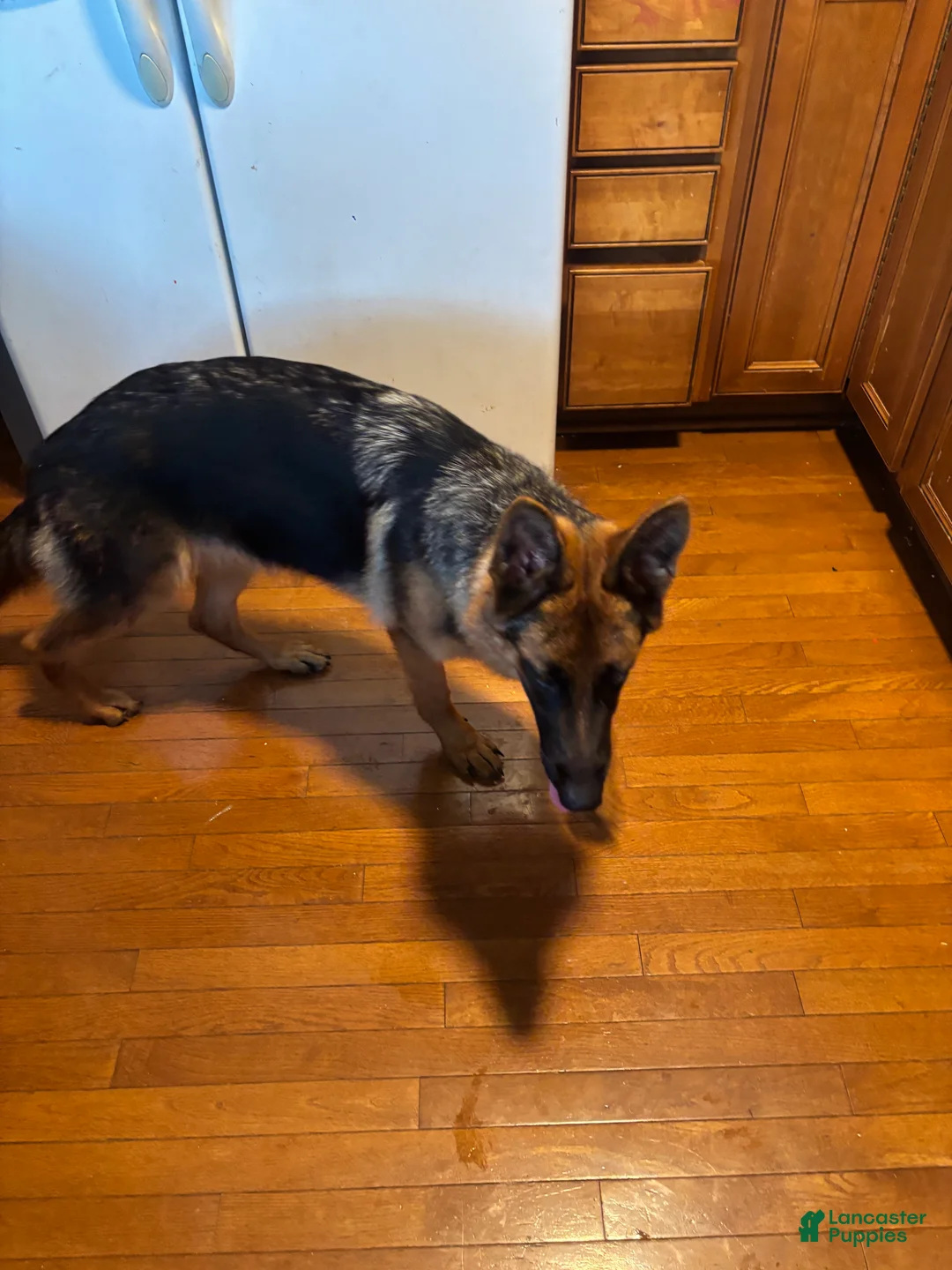 German Shepherd dogs for sale: German Shepherd 1 - Ad 3
