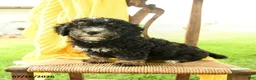 Mini Bernedoodle dogs for sale: Cindy - Ad 5