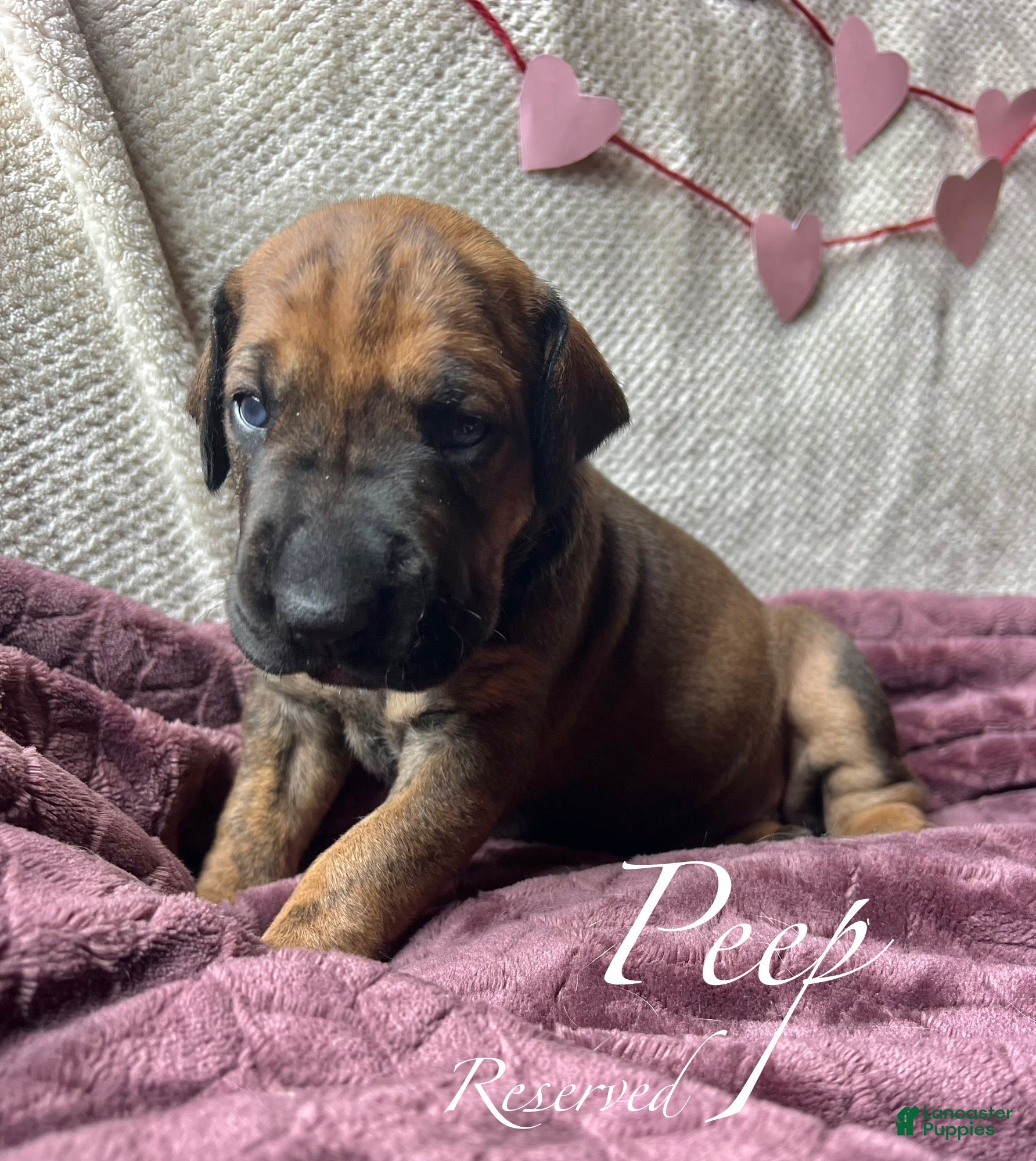 Great Dane dogs Peep - Ad 30