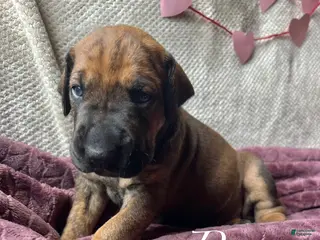 Great Dane dogs Peep - Ad 30