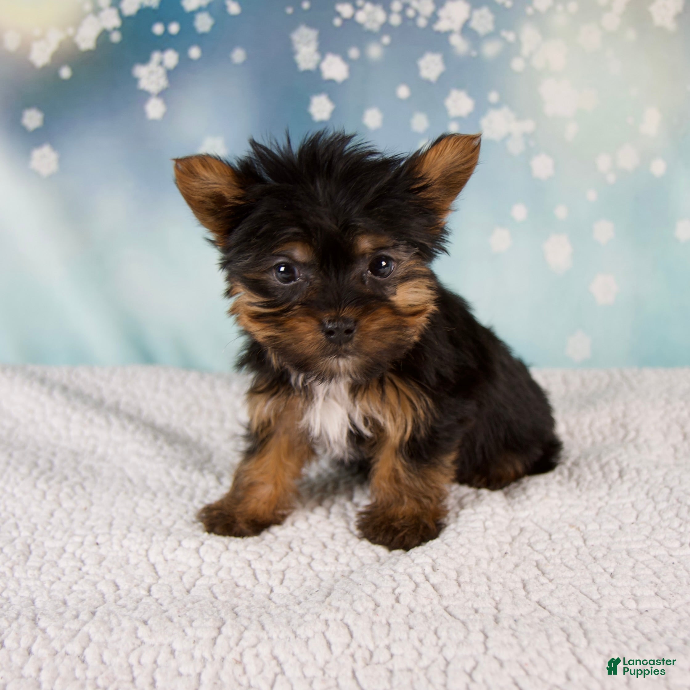 Yorkshire Terrier dogs Heidi - Ad 15