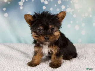 Yorkshire Terrier dogs Heidi - Ad 38