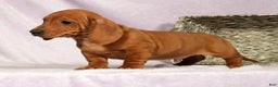 Miniature Dachshund dogs for sale: Sage - Ad 4