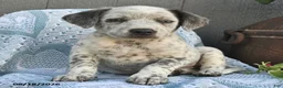 Mixed Breed dogs for sale: Coffee - Ad 1