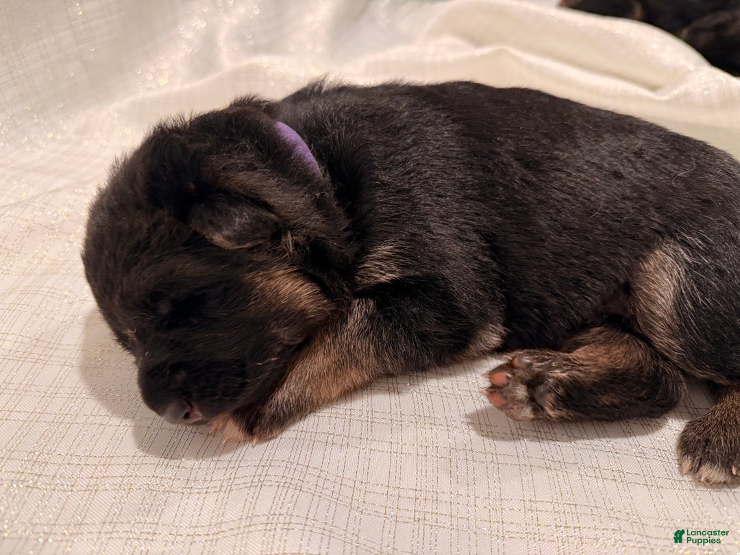 German Shepherd dogs for sale: German Shepherd Puppy 5 - Ad 3