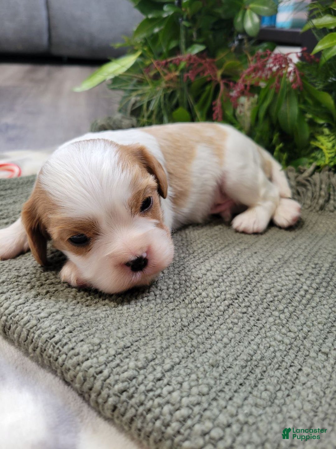 Cavalier King Charles Spaniel dogs for sale: Mitch - Ad 2