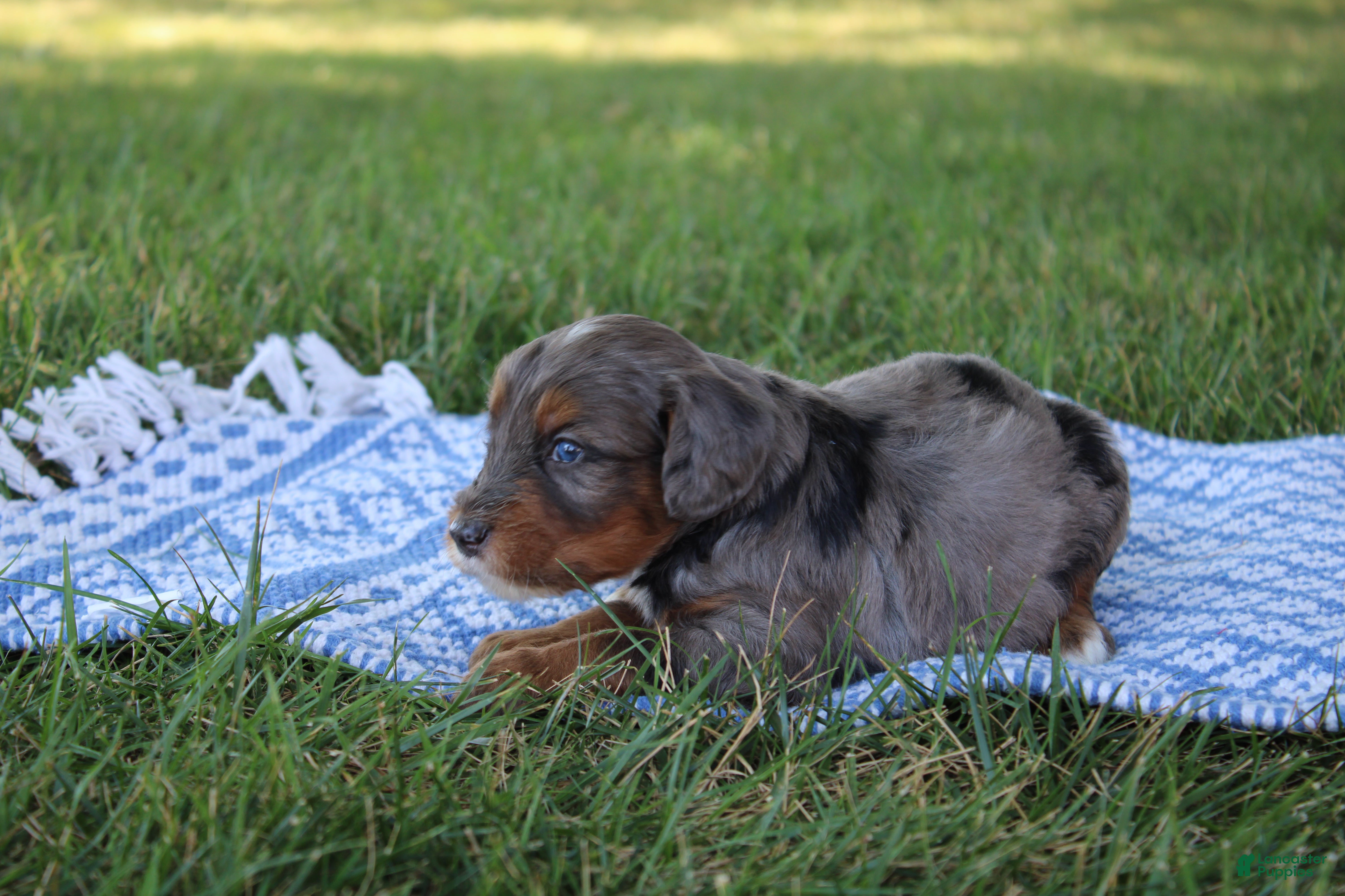 Mini Goldendoodle dogs Vesper - Ad 1