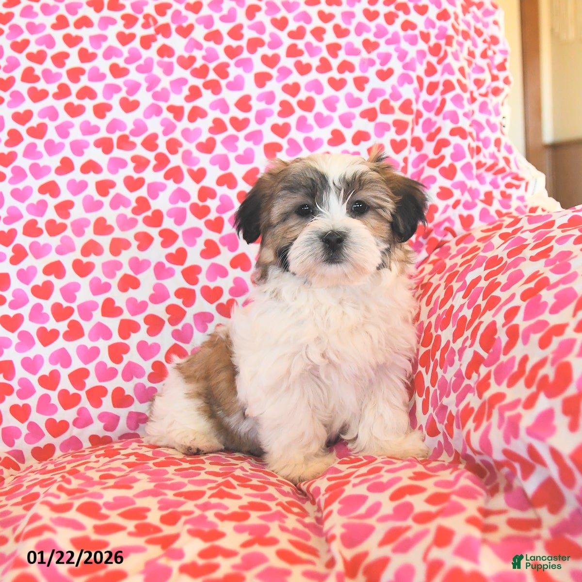 Teddy Bear dogs Reese - Ad 7