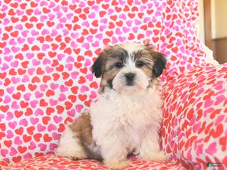 Teddy Bear dogs Reese - Ad 7