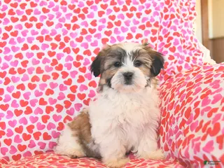 Teddy Bear dogs Reese - Ad 13