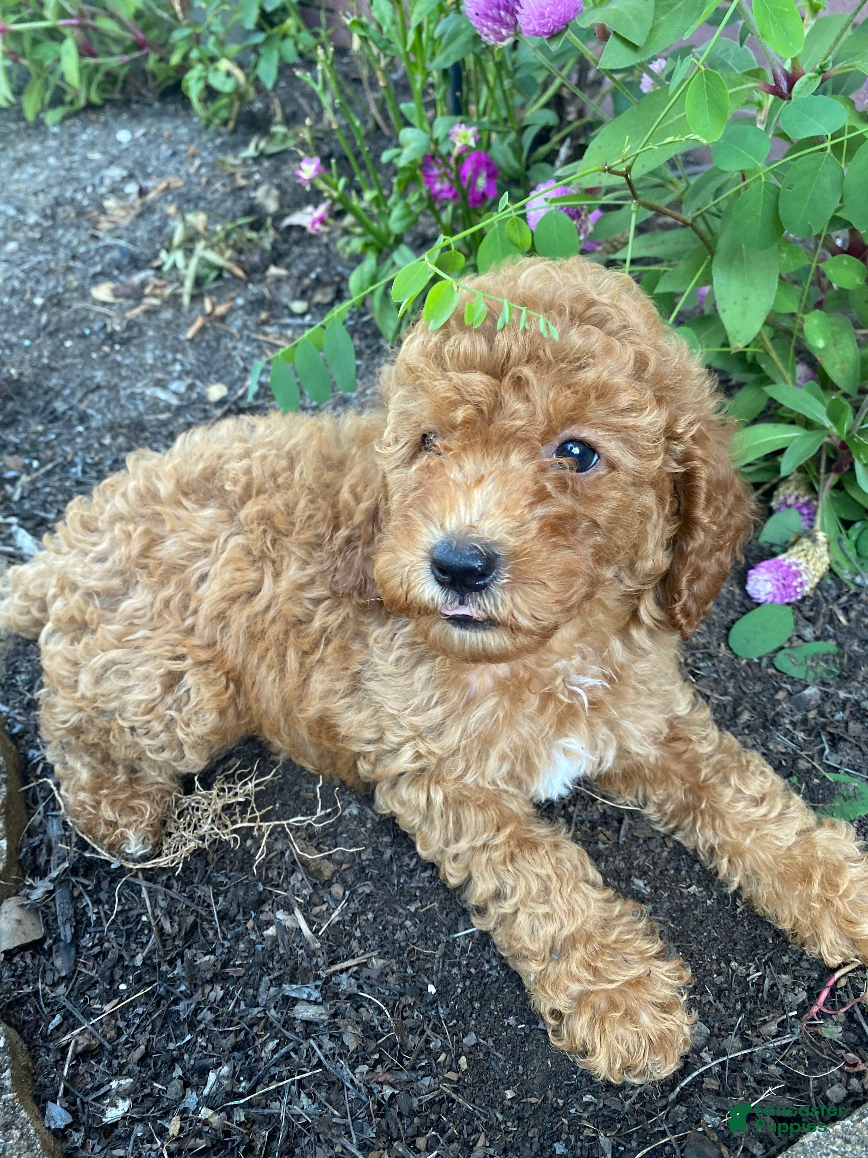 Miniature Poodle dogs Bella - Ad 2