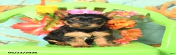 Yorkshire Terrier dogs for sale: Buddy - Ad 1