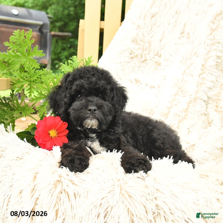 Mini Goldendoodle dogs Justin - Ad 1