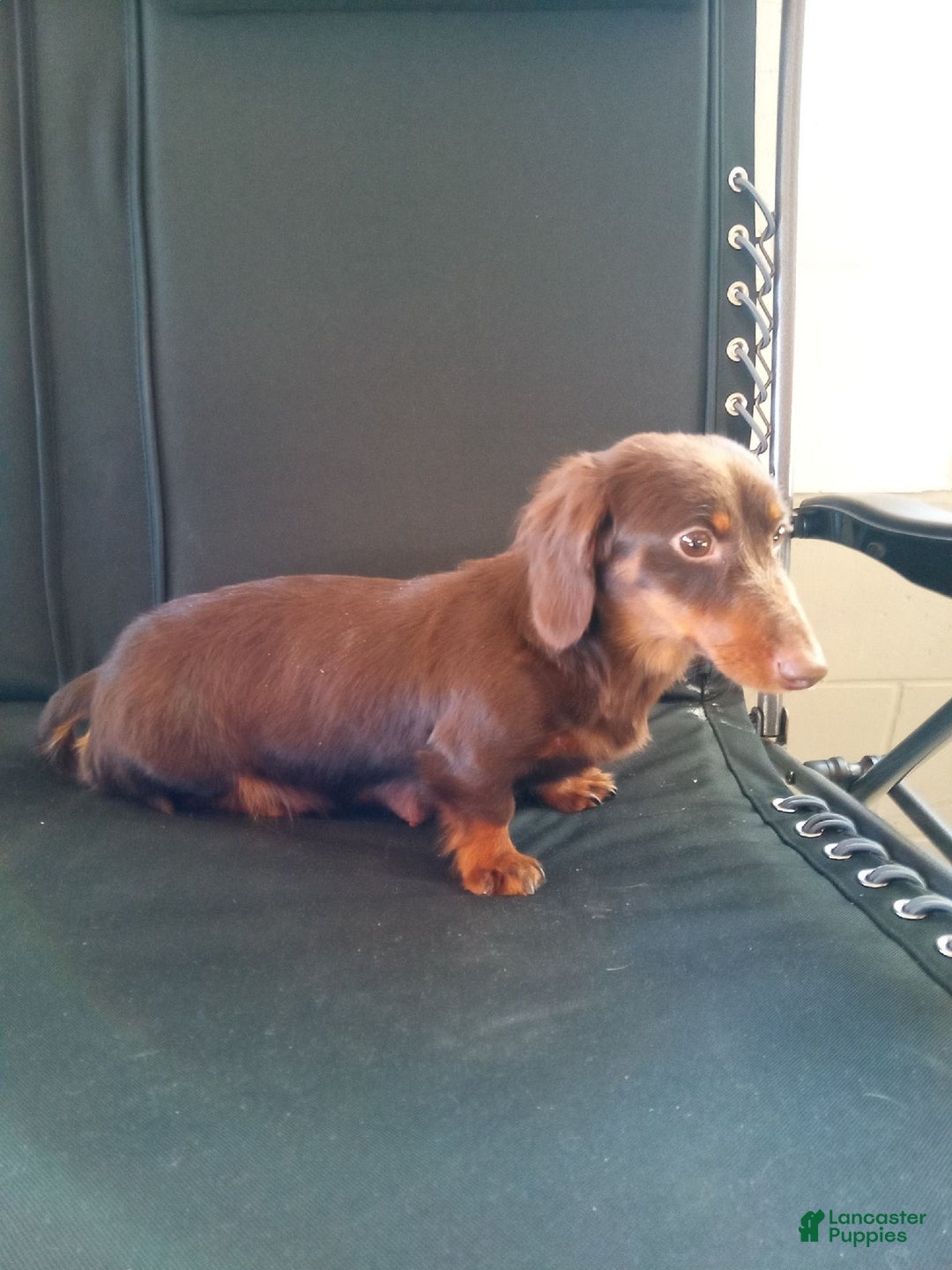 Miniature Dachshund dogs for sale: Skye - Ad 13