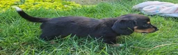 Miniature Dachshund dogs for sale: Venture  - Ad 31