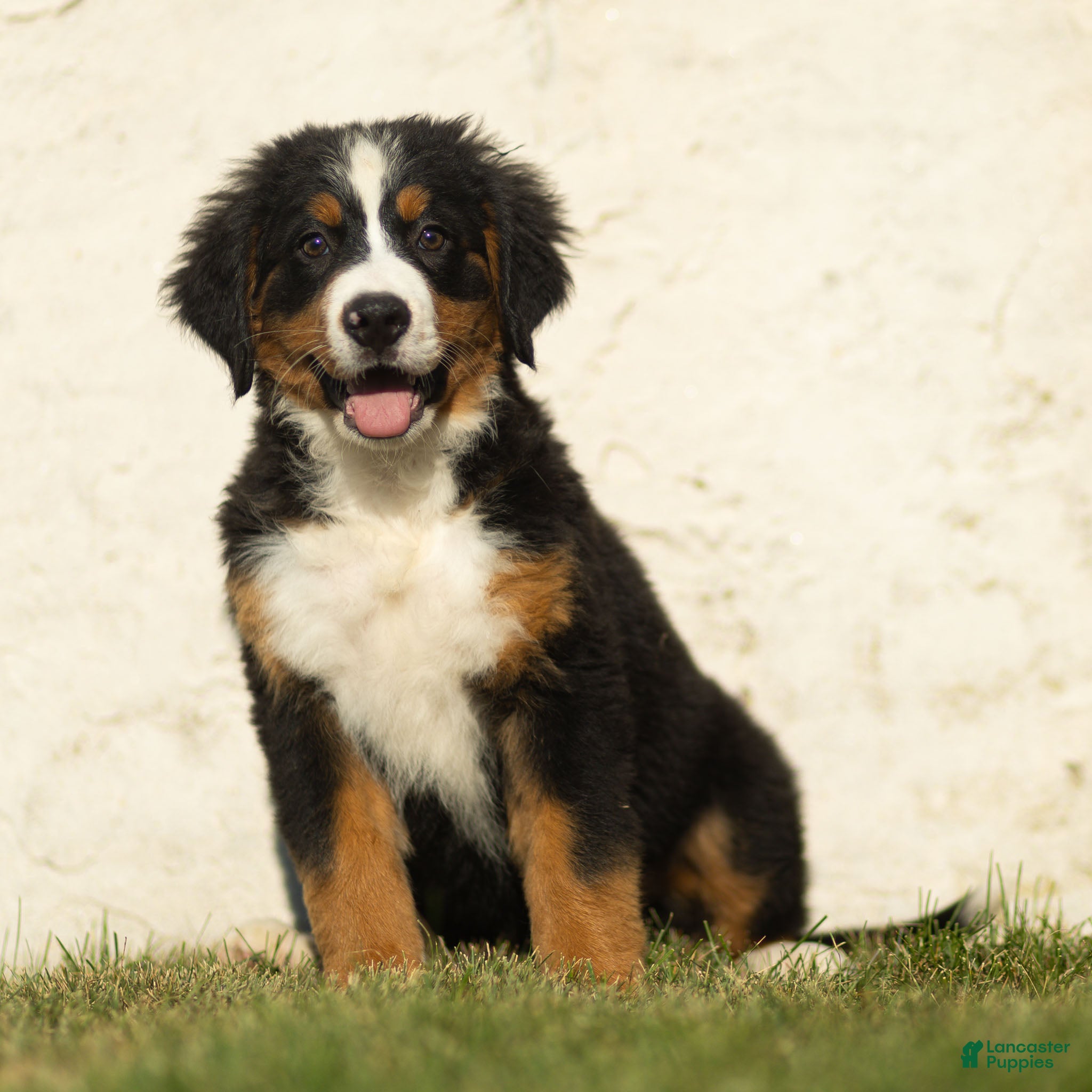 Bernese Mountain Dog dogs Jack Bernese Mountain Dog  - Ad 1