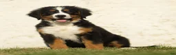Bernese Mountain Dog dogs for sale: Jack Bernese Mountain Dog  - Ad 1