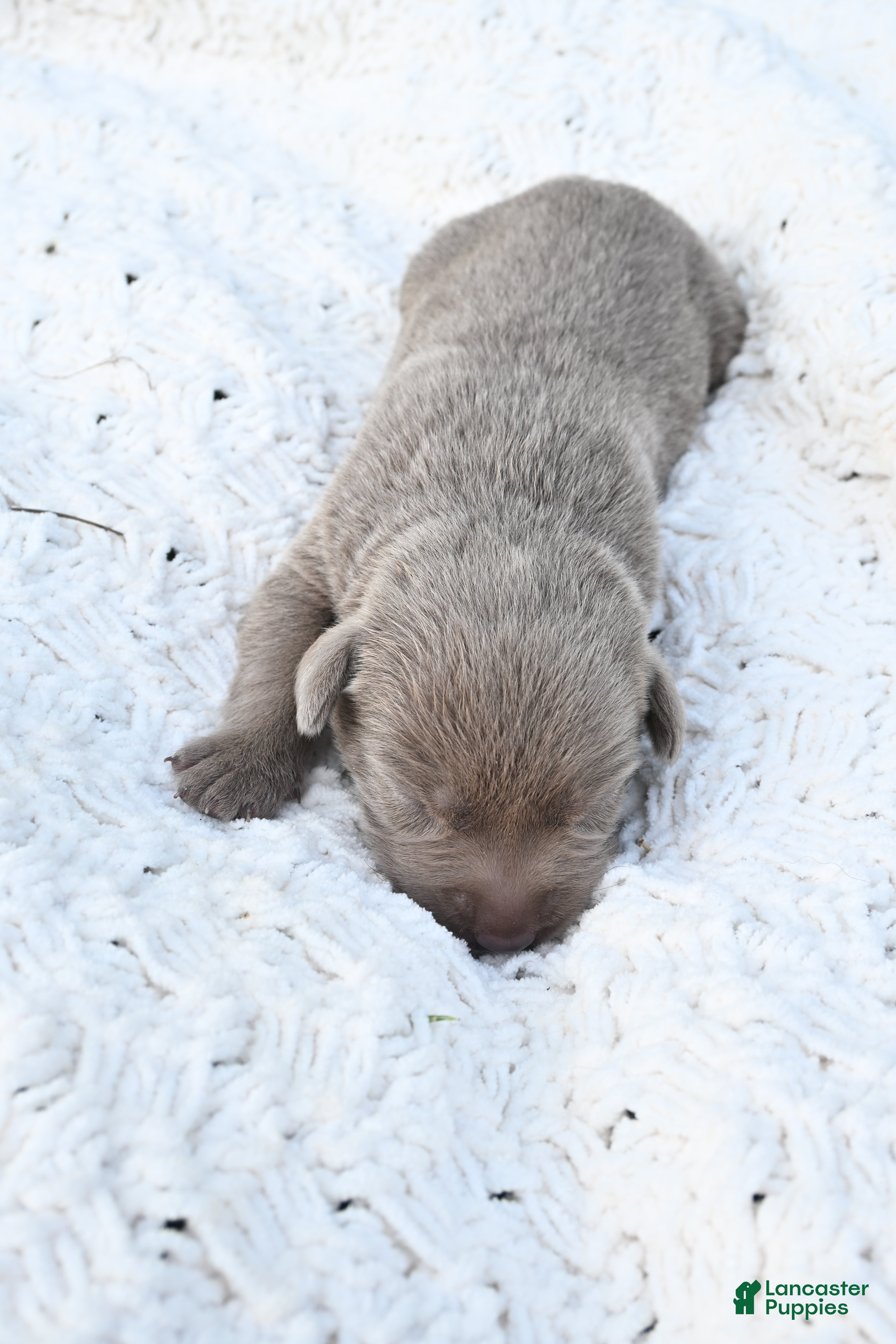 Labrador Retriever dogs Labrador Retriever 10 - Ad 1