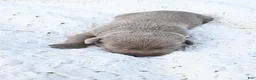 Labrador Retriever dogs for sale: Labrador Retriever 10 - Ad 1