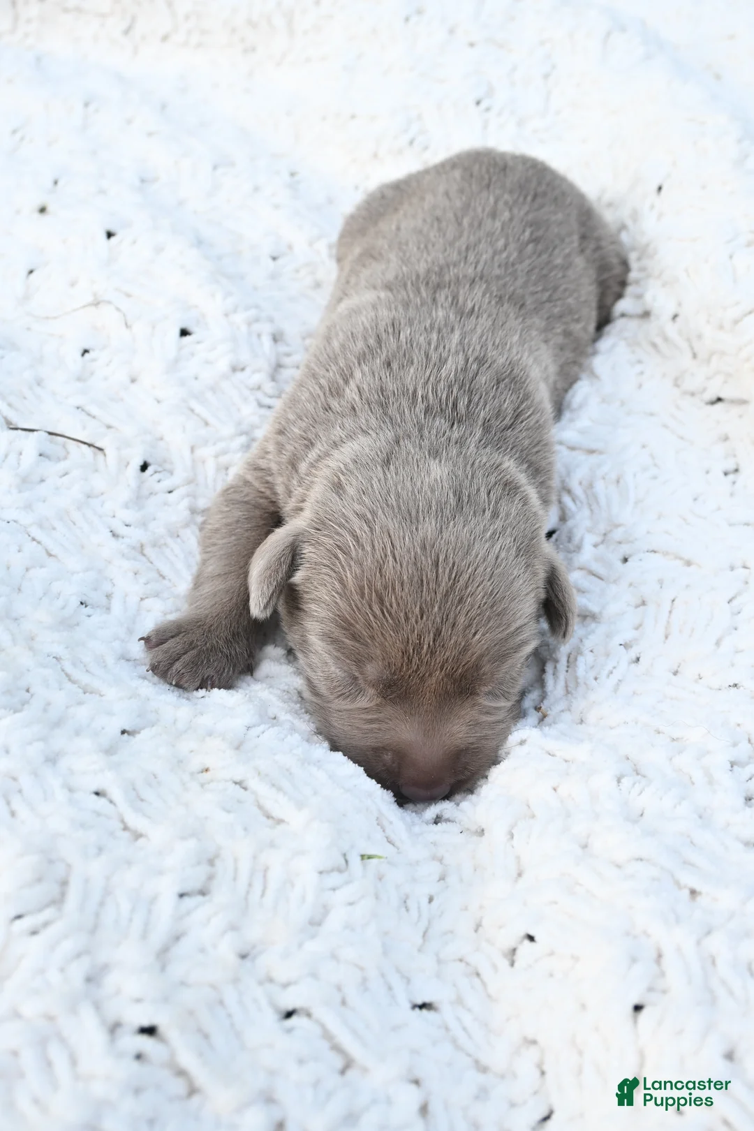 Labrador Retriever dogs for sale: Labrador Retriever 10 - Ad 1