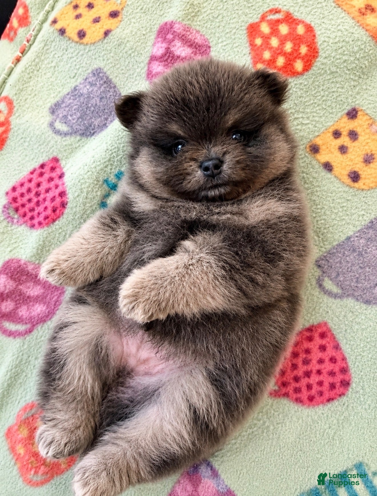 Pomeranian dogs Romeo - Ad 1